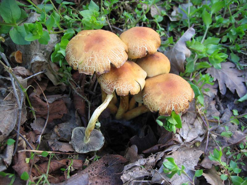 Suillus granulatus